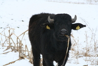 Cârţa