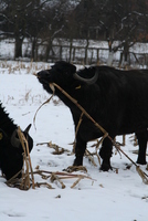 Cârţa