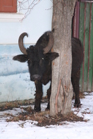 Cârţa