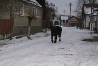 Cârţa