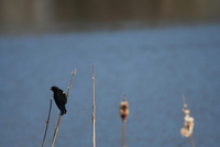 red-winged blackbird