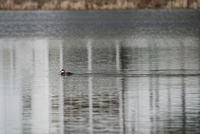 ruddy duck
