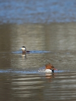 merganser