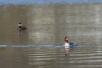 merganser