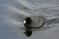 coot