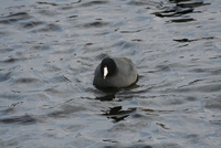coot
