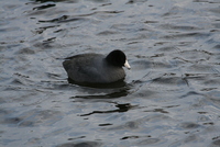 coot