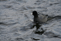 coot