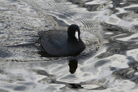 coot