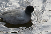 coot