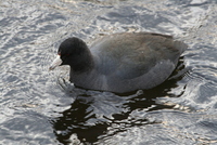 coot