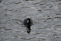 coot