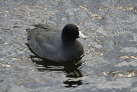 coot