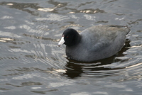 coot