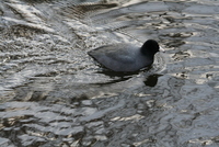 coot