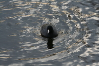 coot