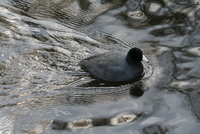 coot