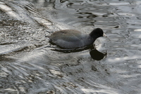coot