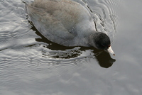 coot
