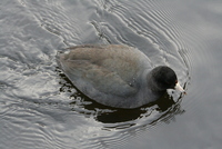 coot