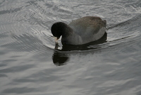 coot