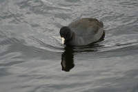 coot