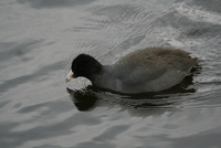 coot
