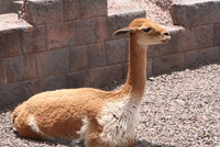 cusco