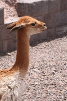 cusco