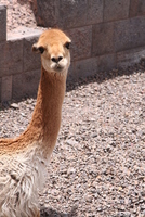 cusco 