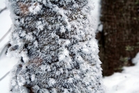 frost