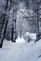 trail