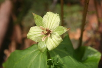 trillium 