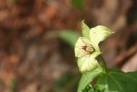 trillium