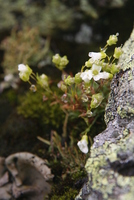 sandwort