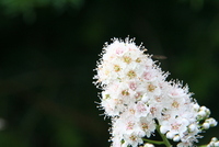 spirea