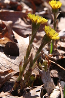 coltsfoot