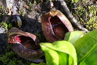 skunk cabbage