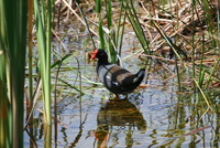 loxahatchee gallina chloropus