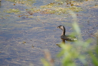 loxahatchee Podilymbus podiceps