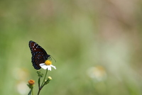 loxahatchee danaus