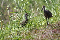 loxahatchee aramus