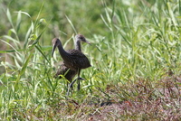 loxahatchee limpkin
