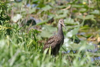 loxahatchee limpkin