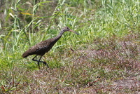 loxahatchee limpkin