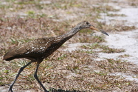 loxahatchee limpkin