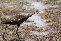 loxahatchee limpkin