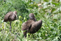 loxahatchee limpkin