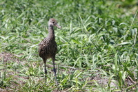 loxahatchee limpkin