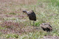 loxahatchee limpkin